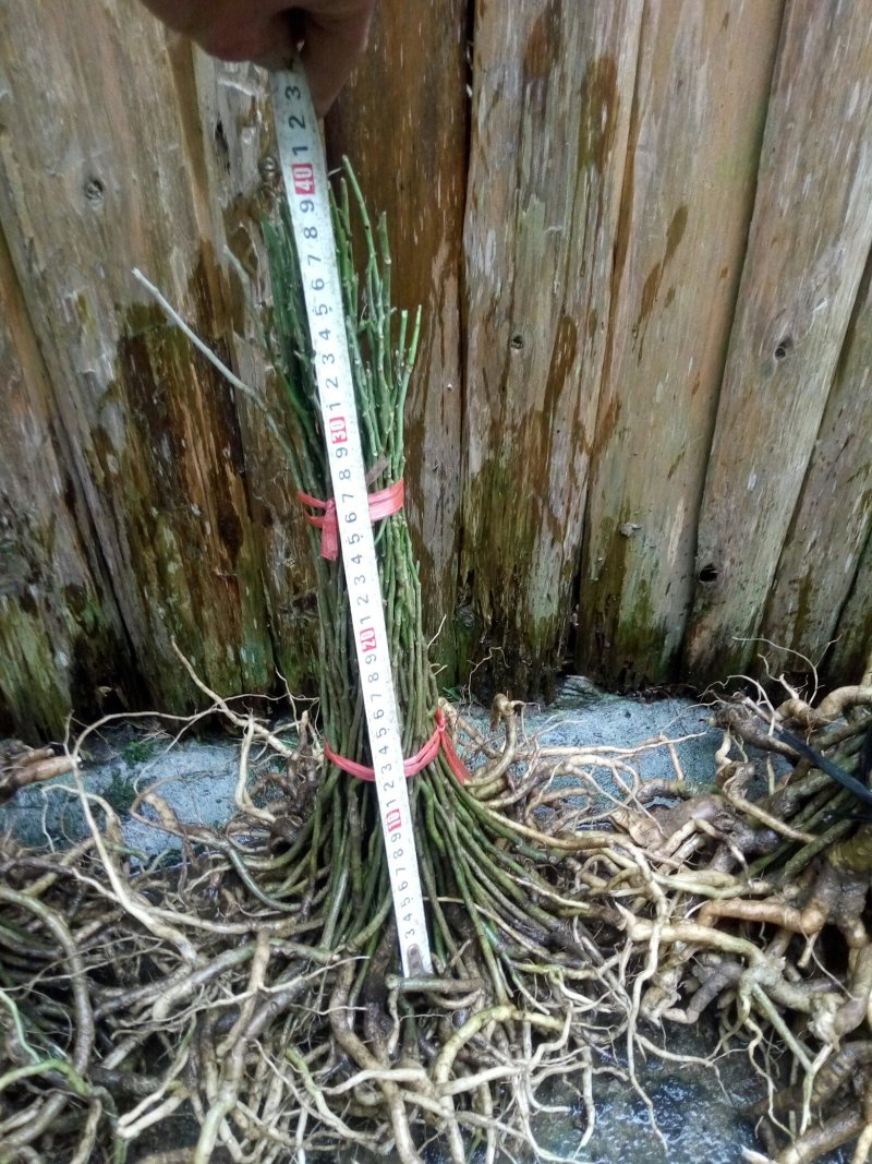 黄花倒水莲，规格25一40公分，