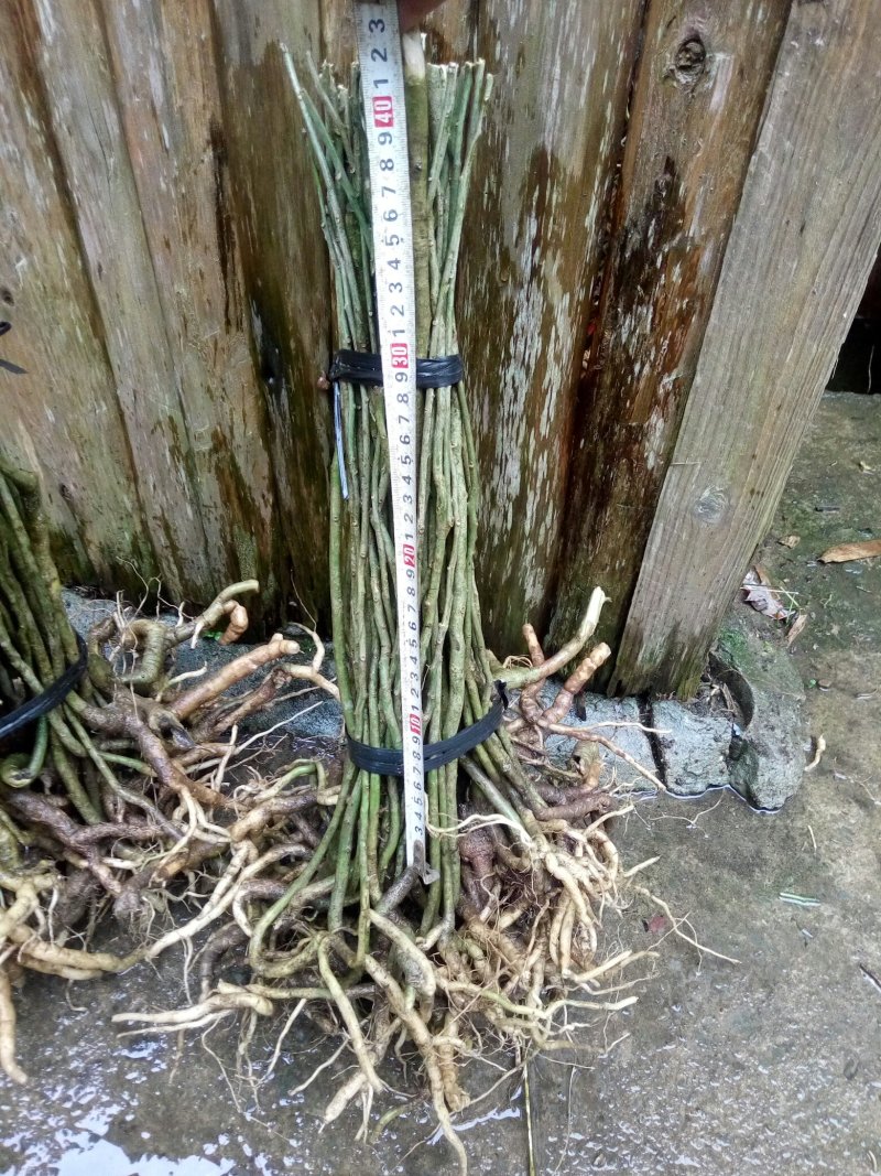 黄花倒水莲，规格25一40公分，