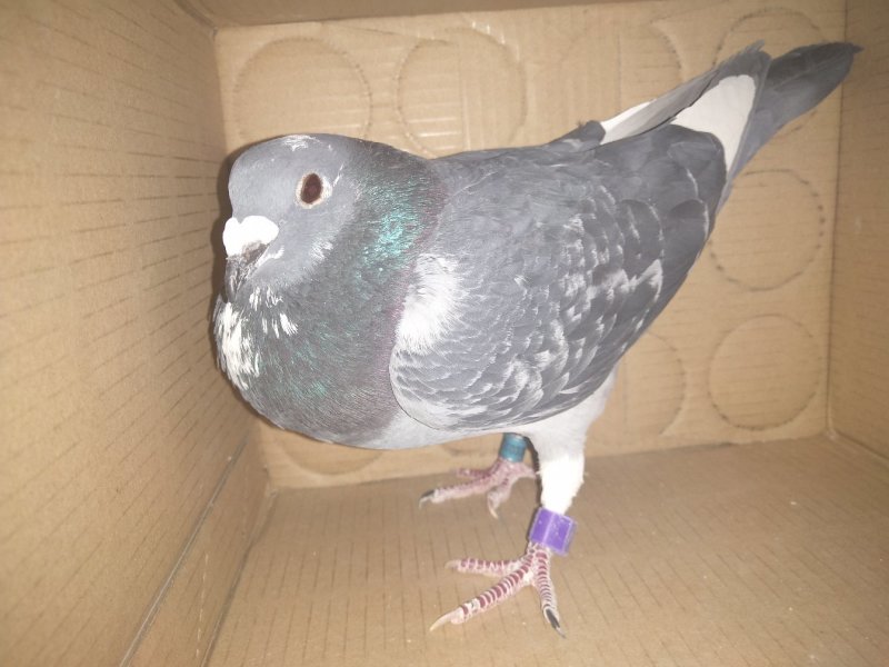 信鸽出售