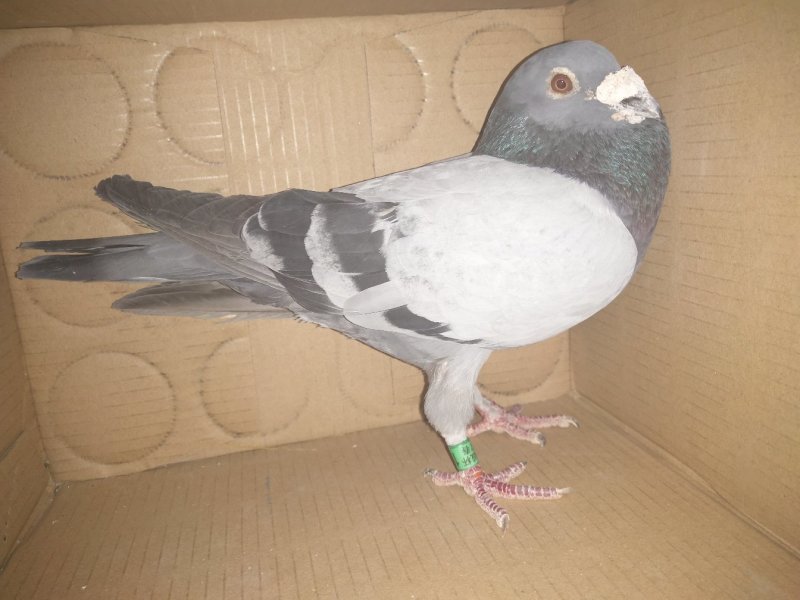 信鸽出售