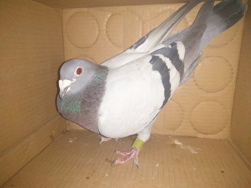 信鸽