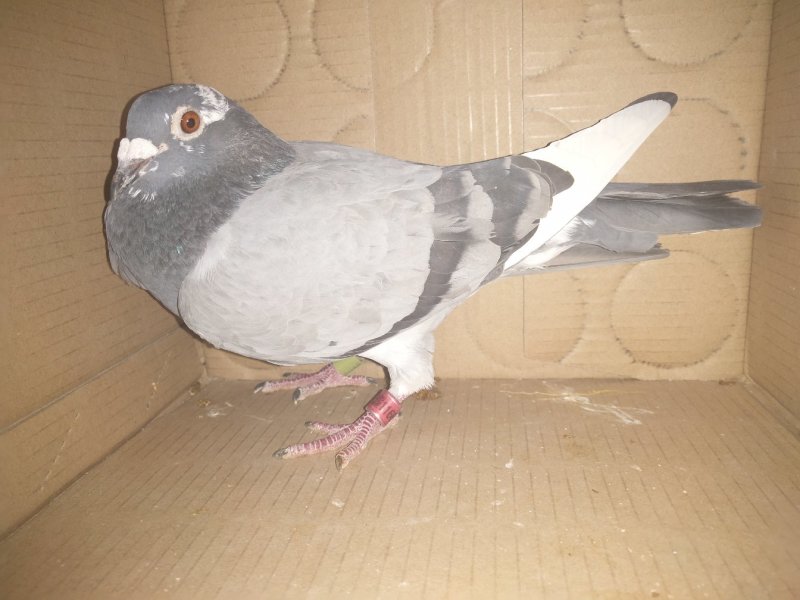 信鸽