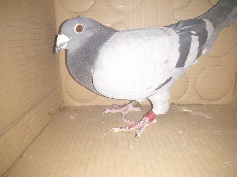 信鸽