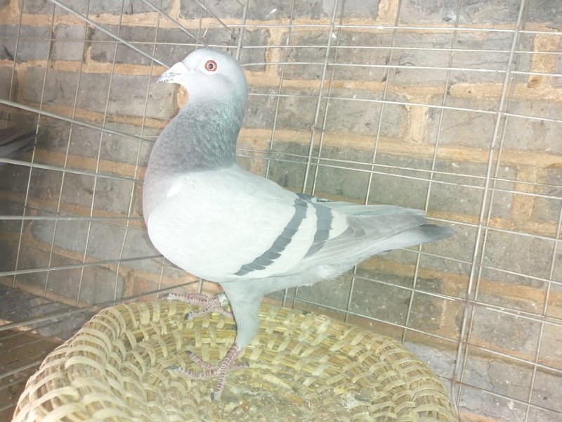 信鸽