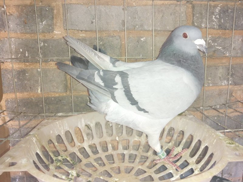 信鸽