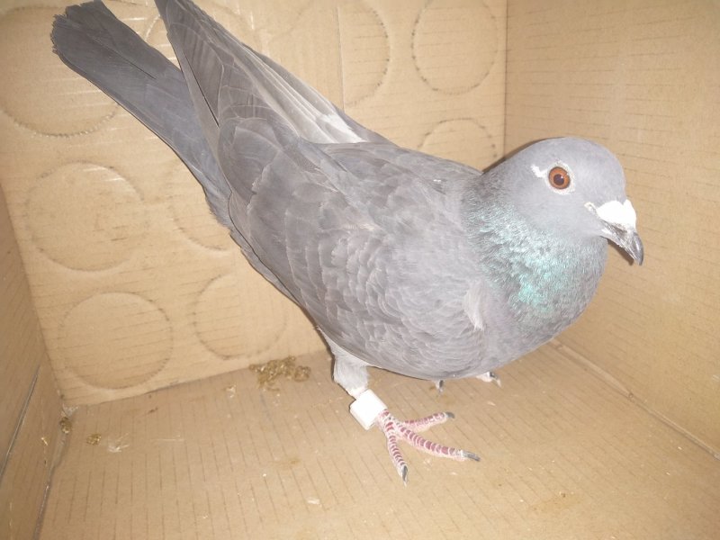 信鸽