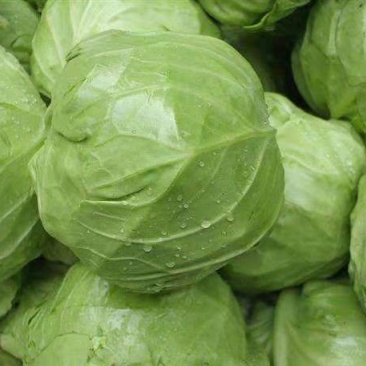 山东甘蓝菜大量上市了货源充足价格不高全国发货
