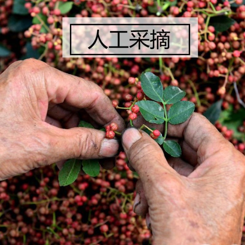 特级韩城纯天然无任何加工大红袍花椒