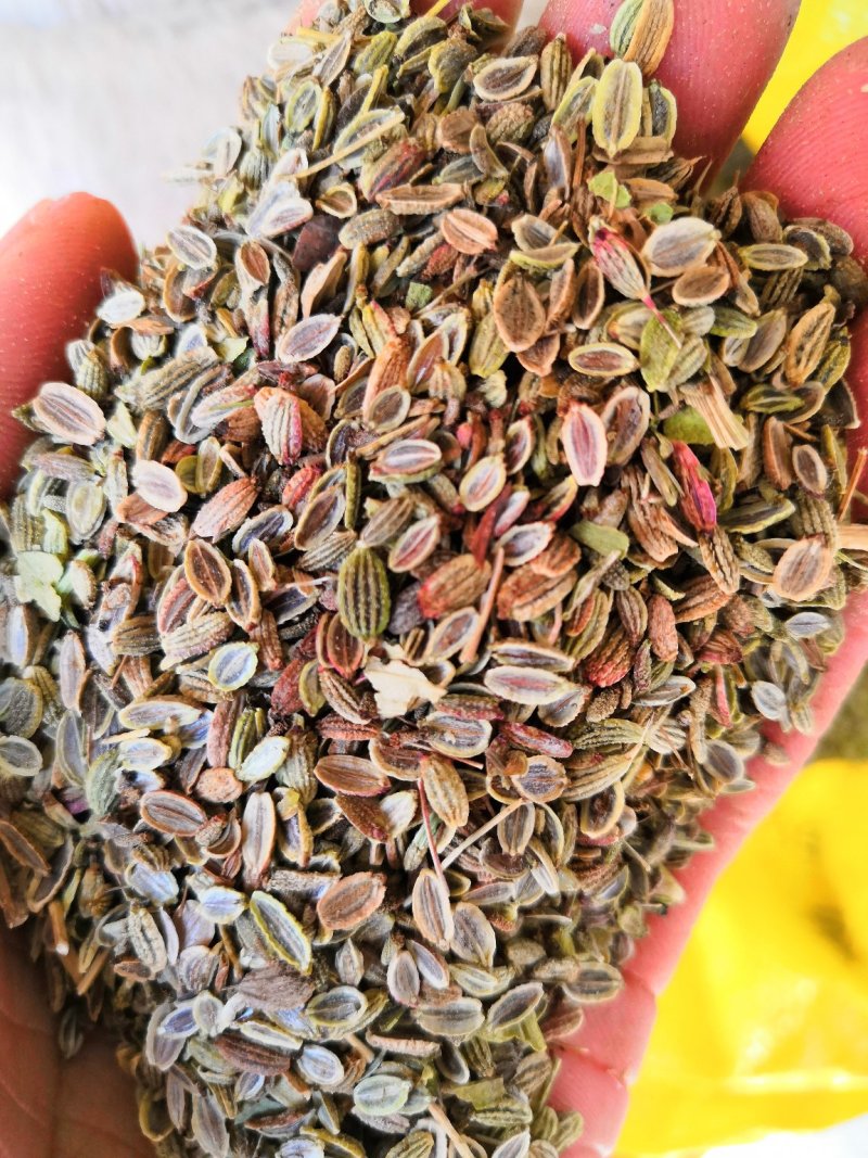 防风种子，北防风种子，优质防风种子