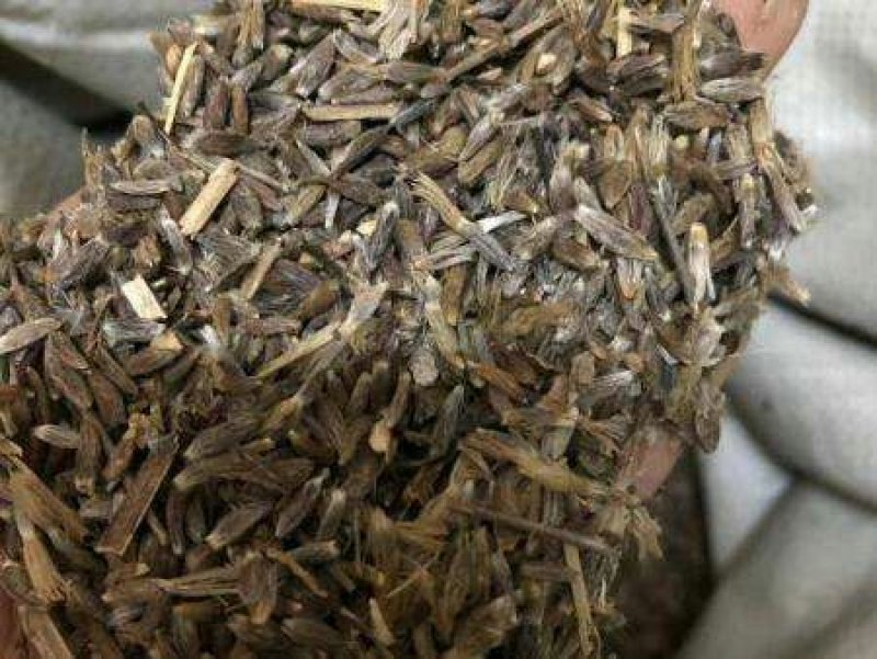 苍术种子免费提供种植技术包邮