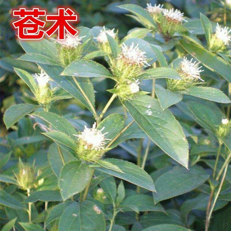 苍术种子免费提供种植技术包邮