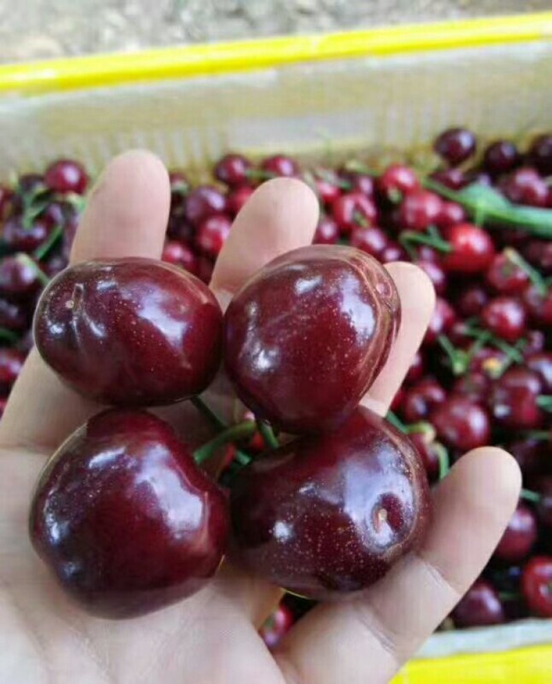 烟台美早大樱桃