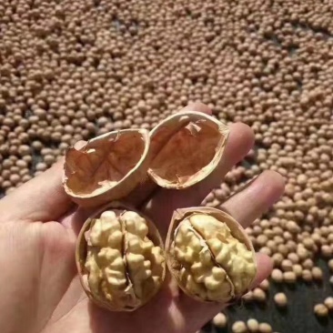干果阿克苏核桃