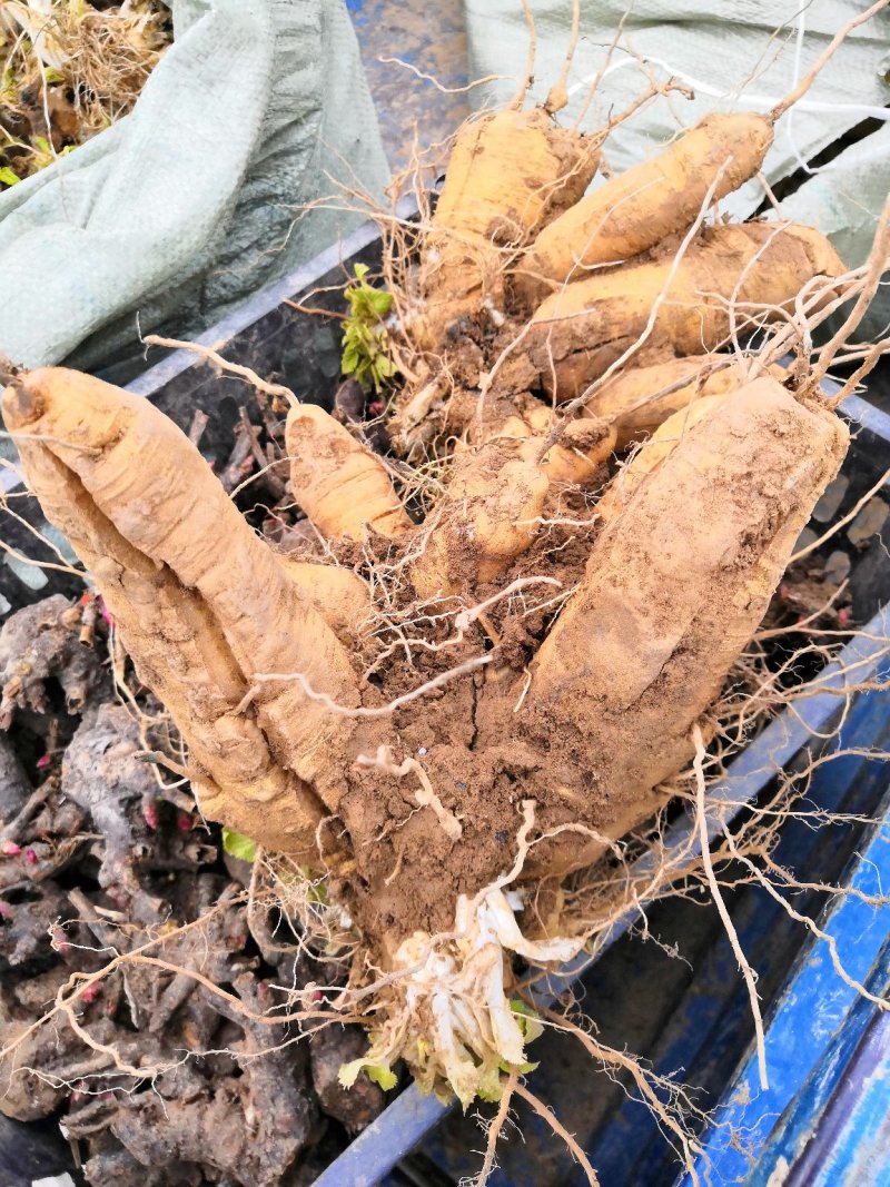 玄参芽子，优质改良玄参芽子，个头大，产量高，货源稳定