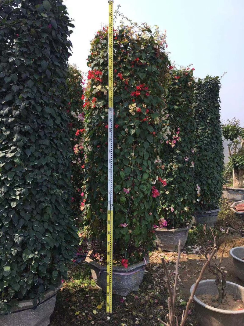 三角梅柱子造型盆景漳州基地直销一手货源欢迎实地考察起苗