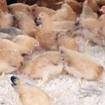 脱温土鸡母苗，项鸡脱温苗