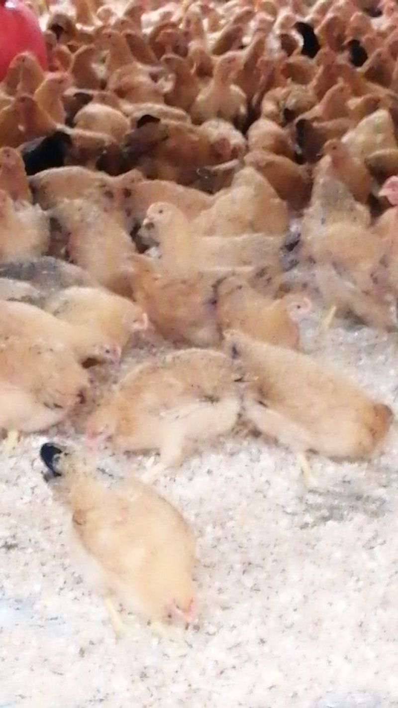 脱温土鸡母苗，项鸡脱温苗