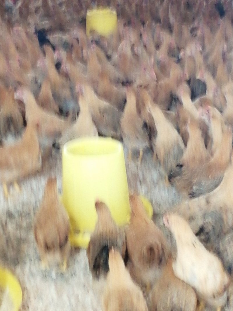 脱温土鸡母苗，项鸡脱温苗