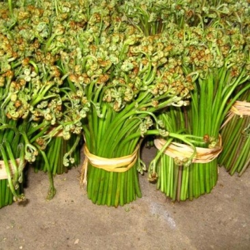 野生蕨菜