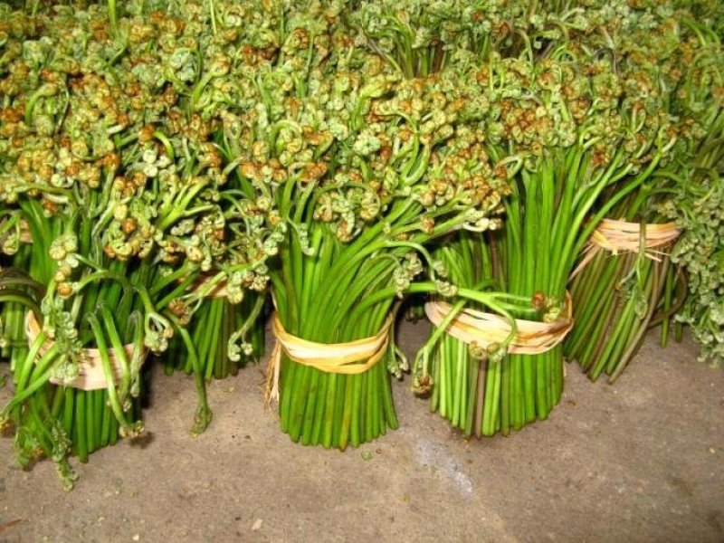 野生蕨菜