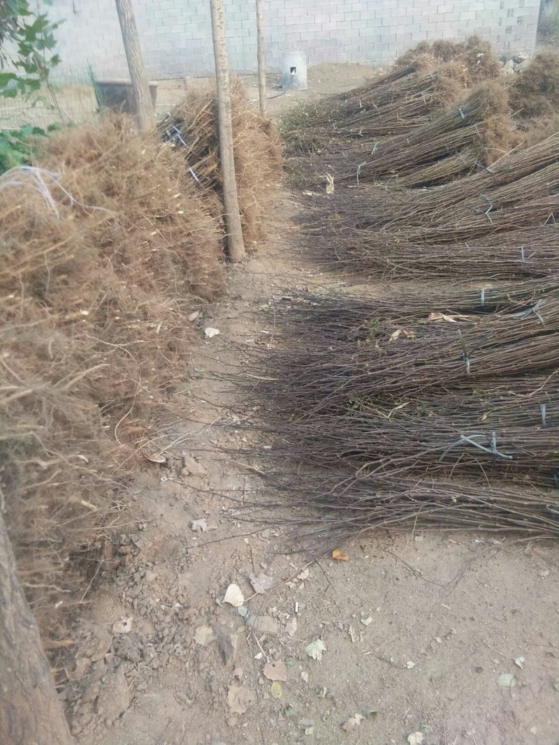 河北花椒苗，大红袍花椒苗