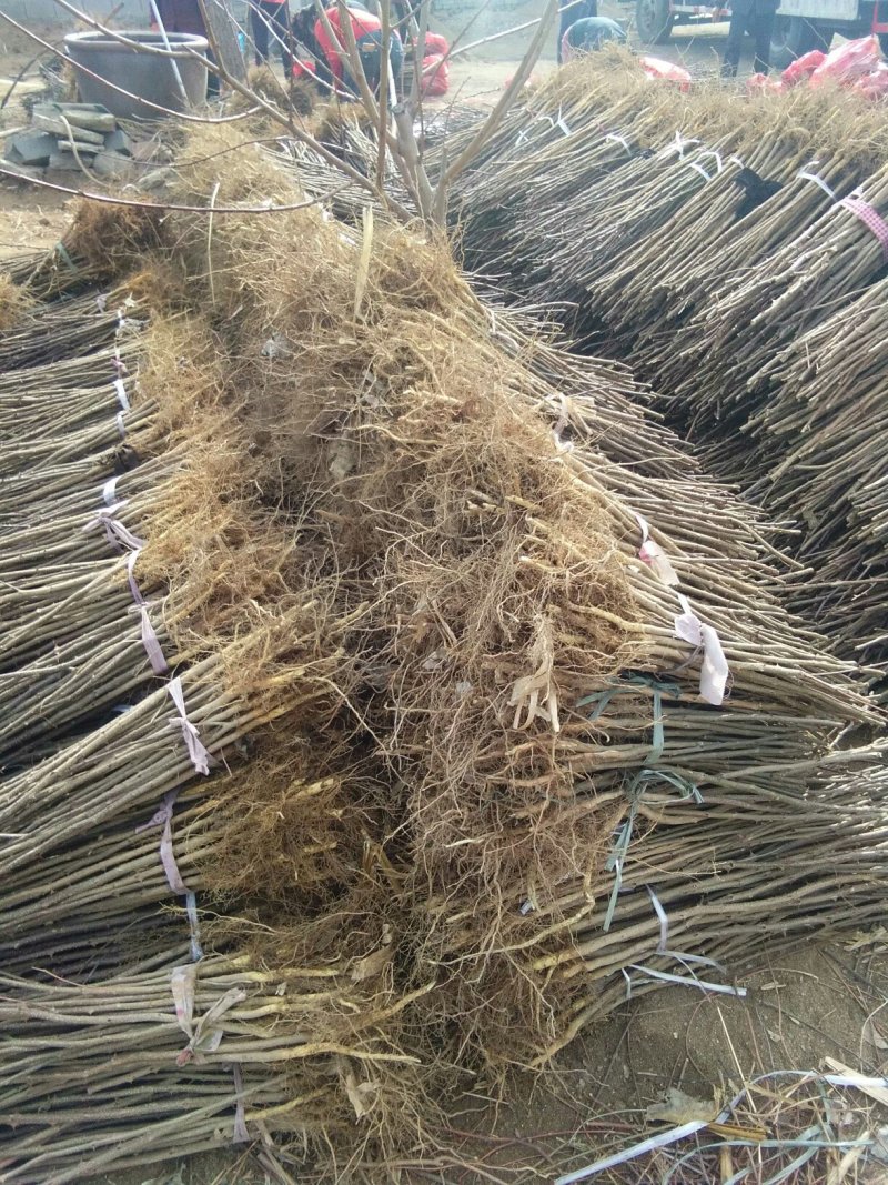 河北花椒苗，大红袍花椒苗