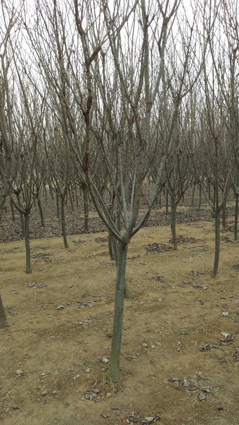 樱花:9-12cm。自家苗子低价处理。山东省新泰市