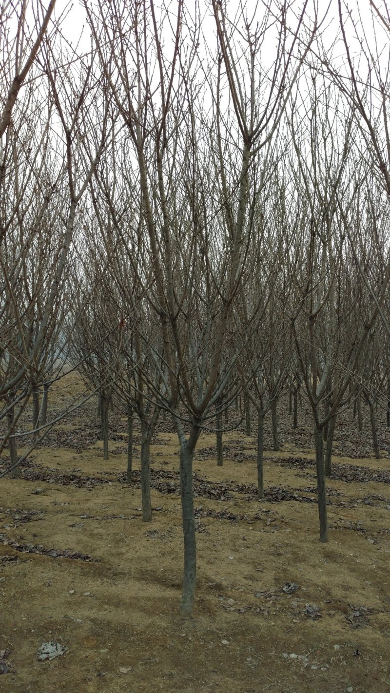 樱花:9-12cm。自家苗子低价处理。山东省新泰市