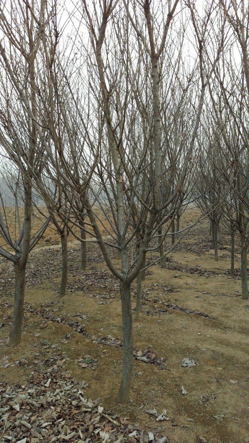 樱花:9-12cm。自家苗子低价处理。山东省新泰市