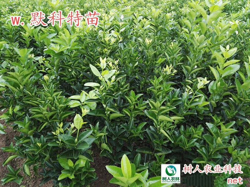 W·默科特柑橘苗/树人农林基地直发/纯度和品质保证。