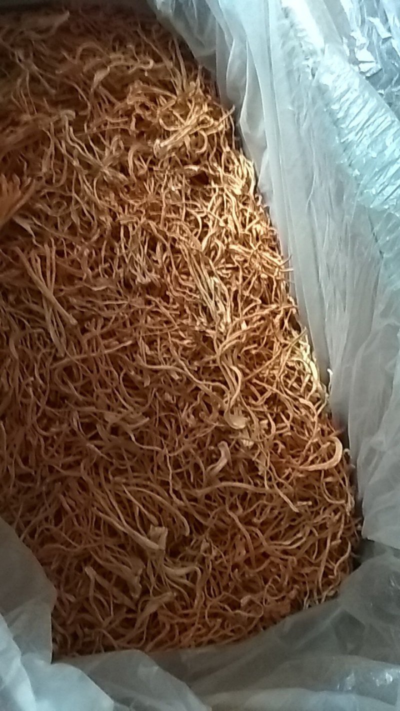 大量优质虫草花直销没有中间商