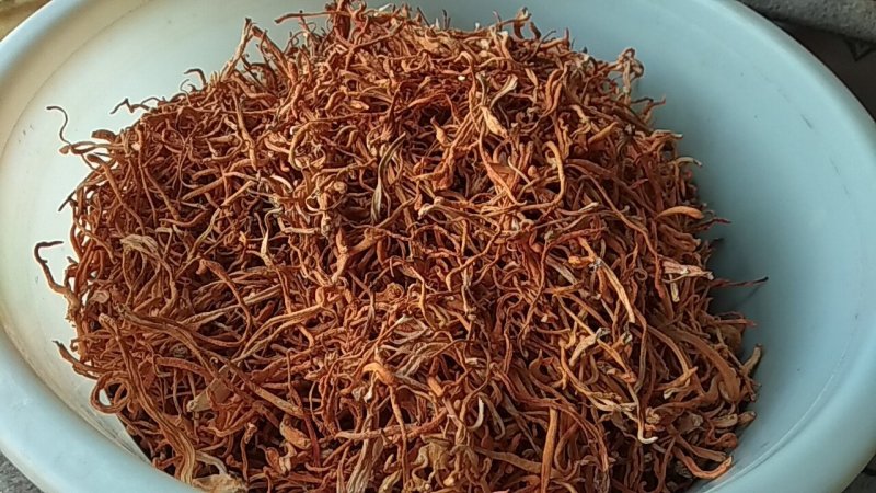 大量优质虫草花直销没有中间商