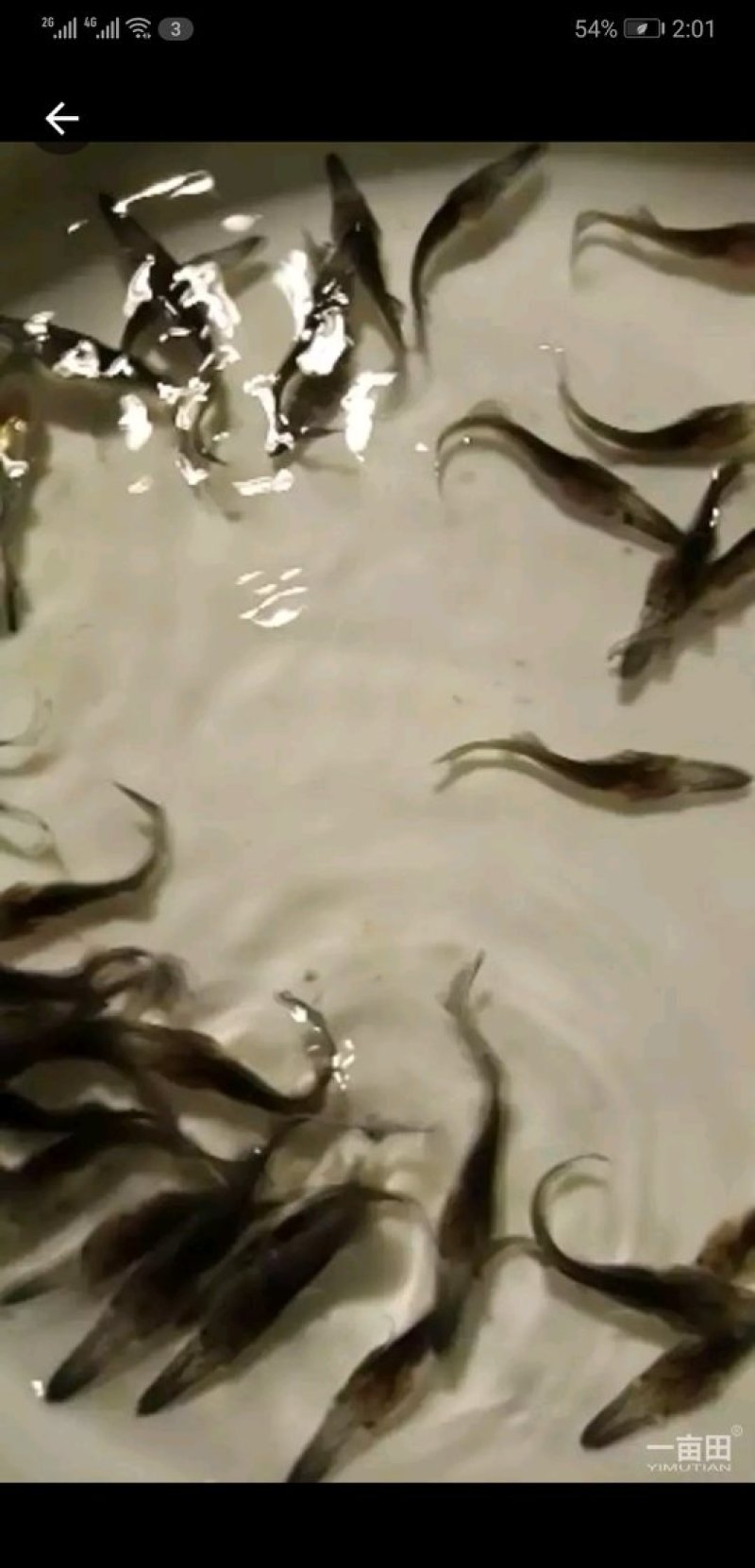 鸭嘴鱼苗