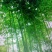 竹子