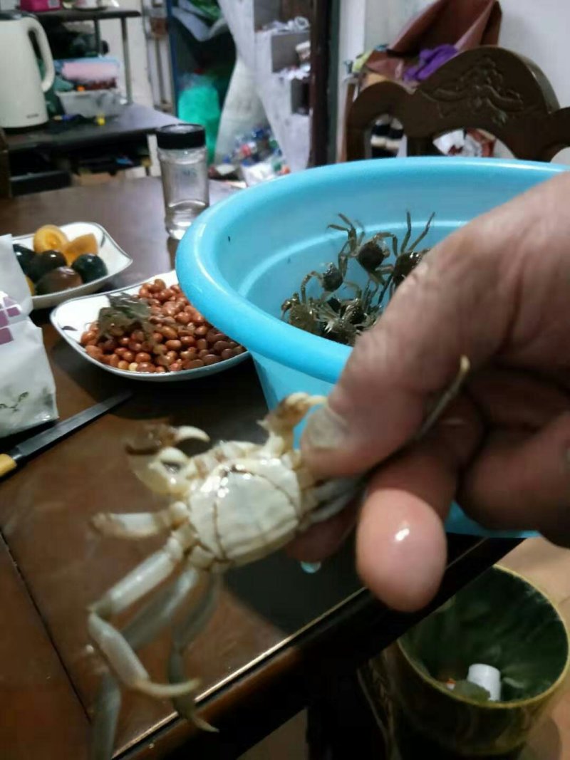 长江蟹野生苗，湖苗