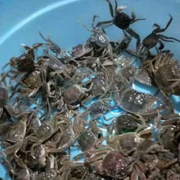 长江蟹野生苗，湖苗
