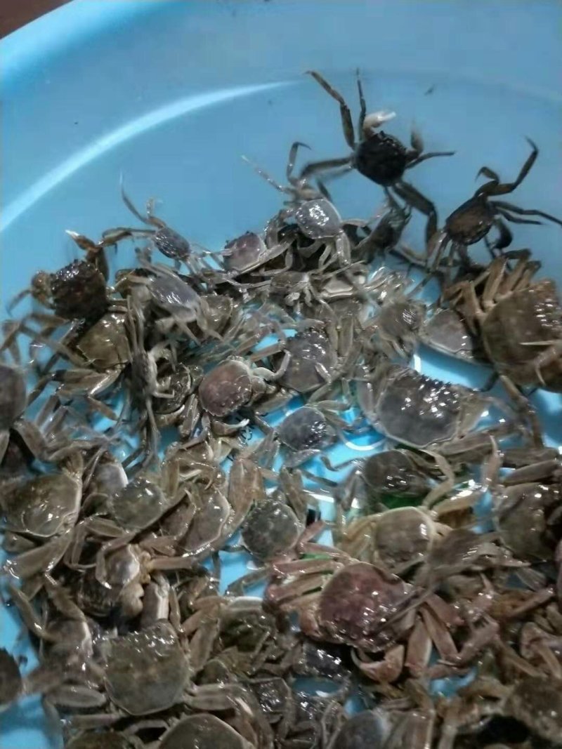 长江蟹野生苗，湖苗