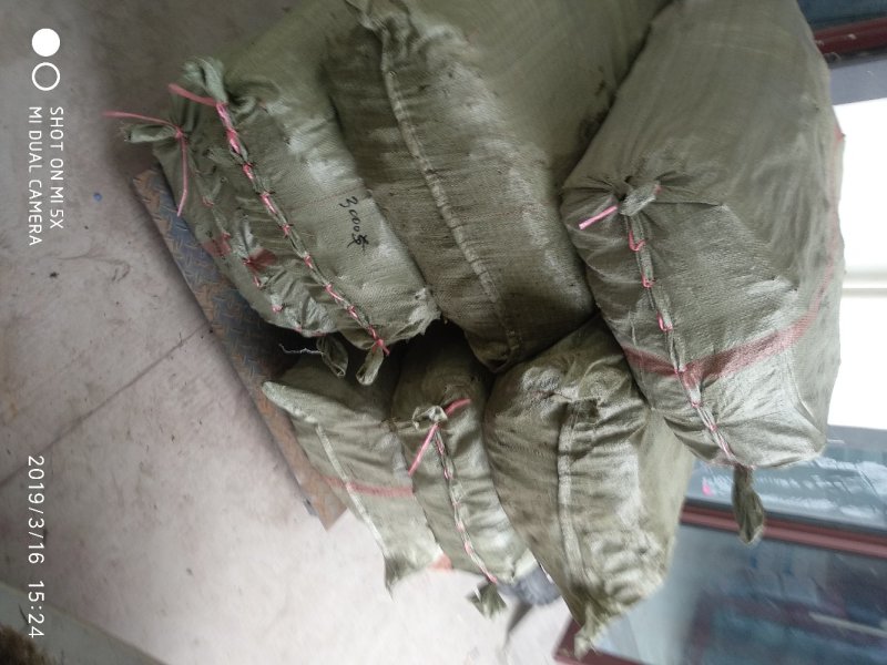 单叶蔓荆子苗（单叶正品）
