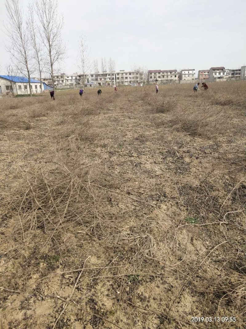 单叶蔓荆子苗（单叶正品）