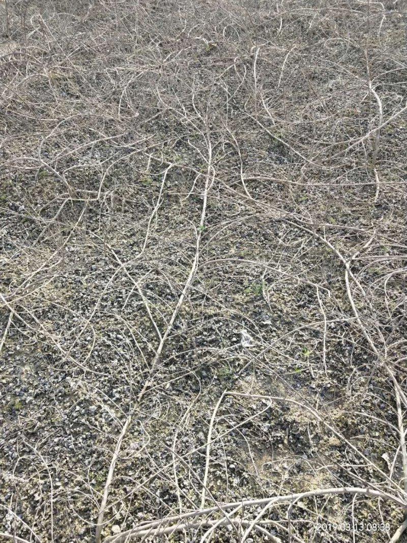 单叶蔓荆子苗（单叶正品）