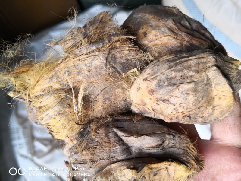 大腹皮海南干货2斤起包邮量大从优