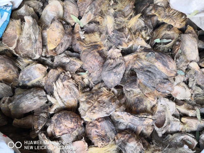 大腹皮海南干货2斤起包邮量大从优
