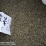 吴茱萸中花够含量江西选货2斤起包邮