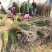 桃树桃树品种桃树砀山县桃树占地桃树