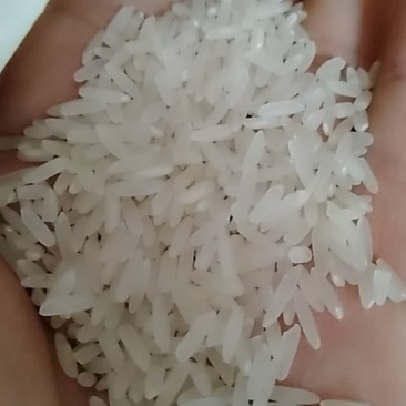 优质黄花粘