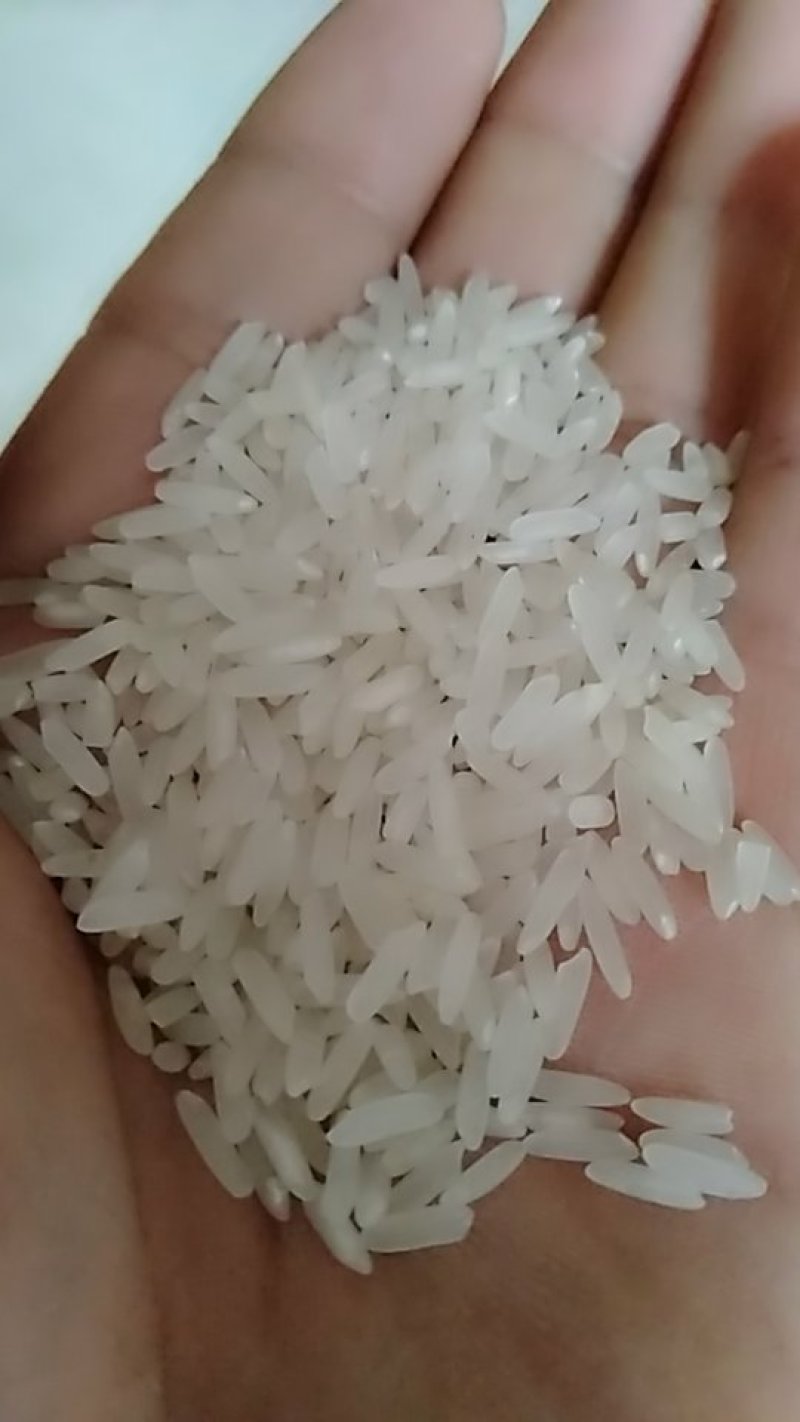 优质黄花粘