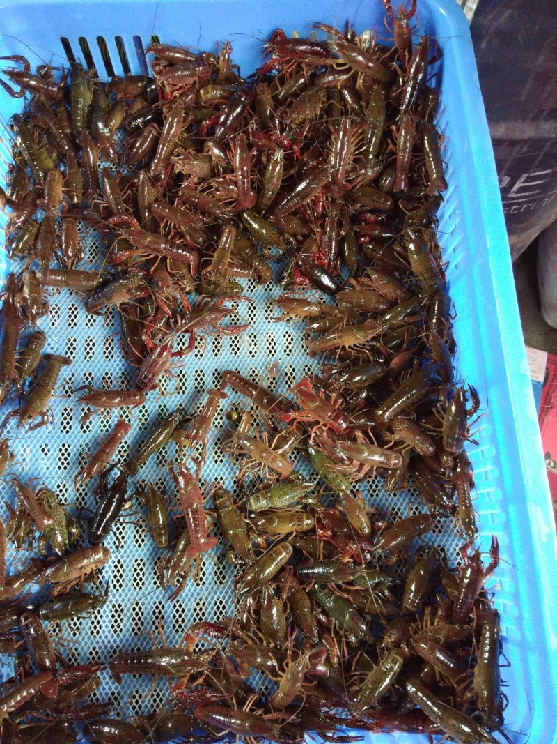 广西塘口虾苗活越度好耐运输