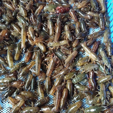 广西塘口虾苗活越度好耐运输