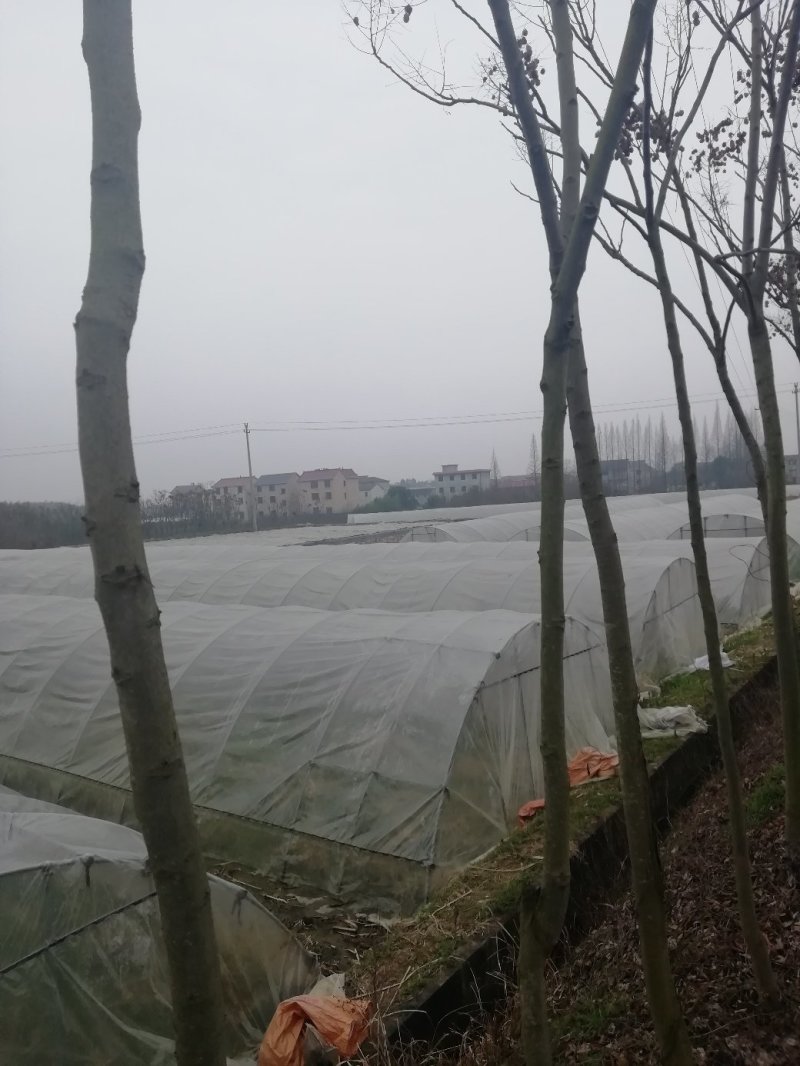 浙茭7号早熟双季茭白种苗，浙江金华直发