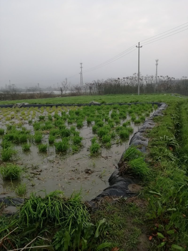 浙茭7号早熟双季茭白种苗，浙江金华直发